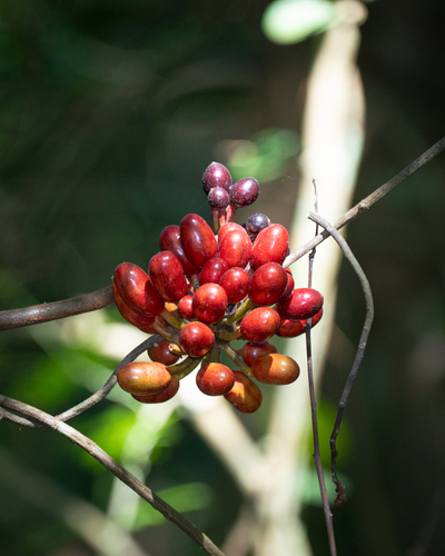 Uvaria microcarpa