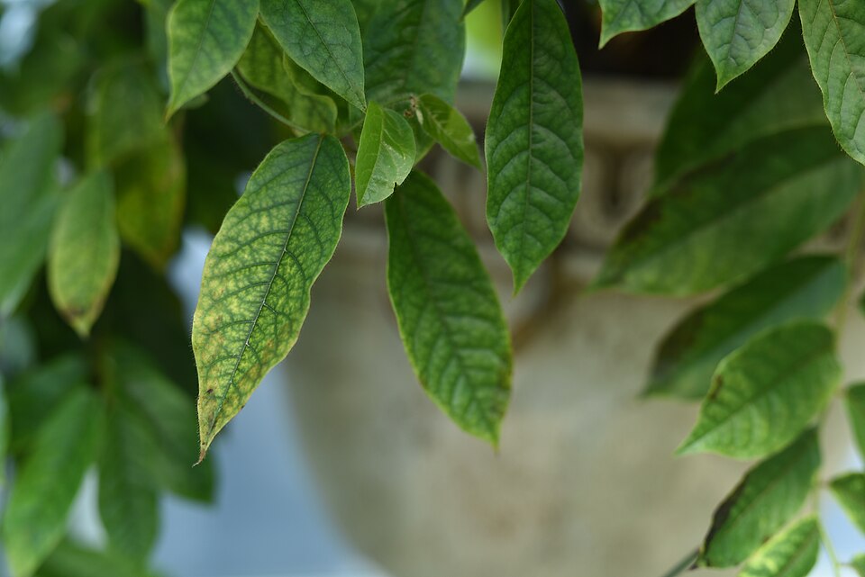Uvaria ovata