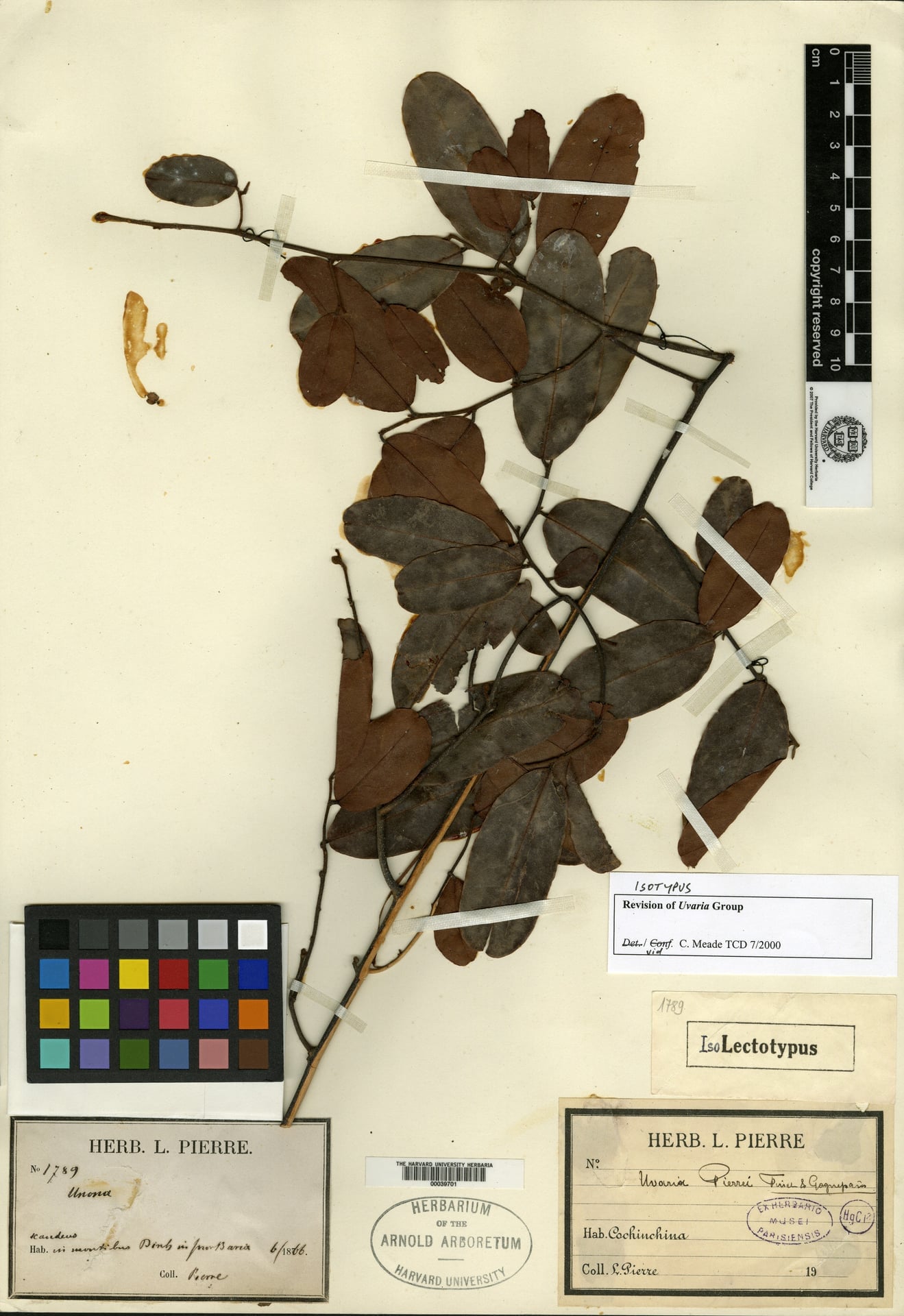 Uvaria pierrei