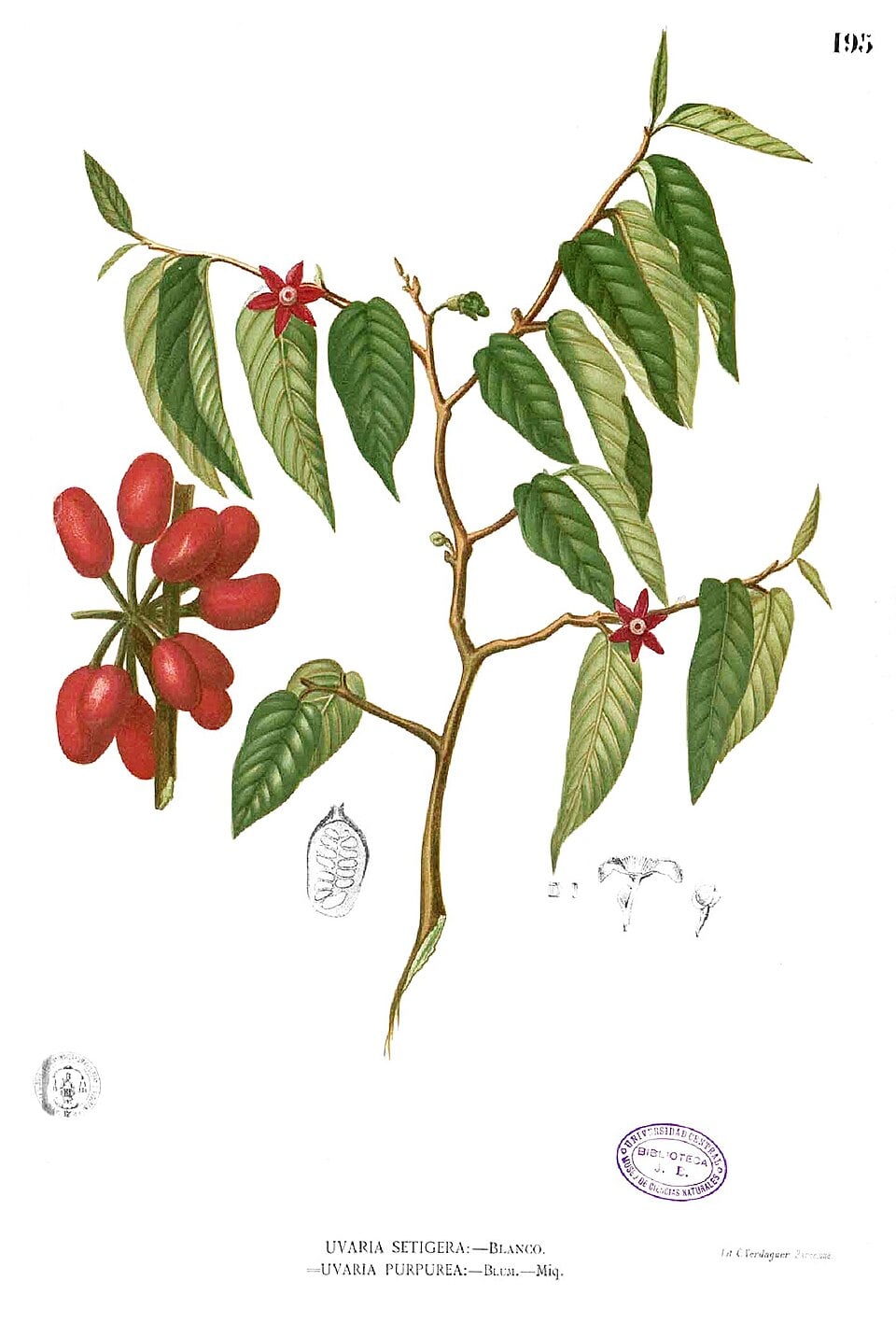 Uvaria purpurea