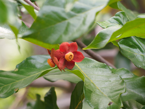 Uvaria rufa (Torres strait scrambler) — photo