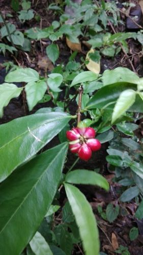Uvaria rufa (Torres strait scrambler) — photo