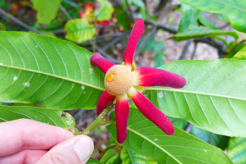 Uvaria rufa