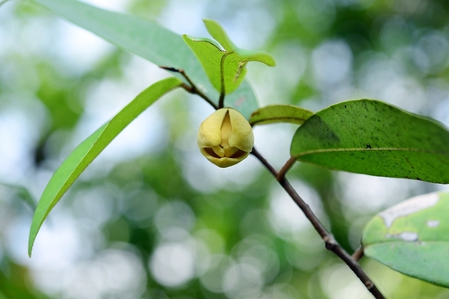 Uvaria siamensis
