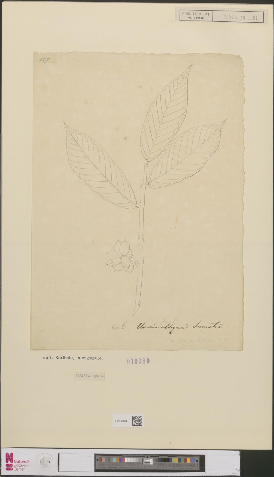 Uvaria sp