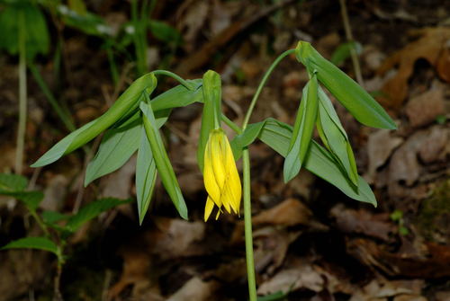 Uvularia grandiflora (Bellflower) — photo