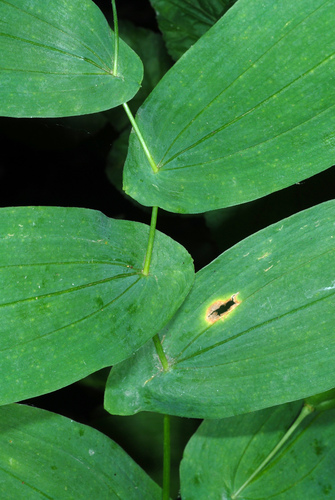 Uvularia grandiflora (Bellflower) — photo