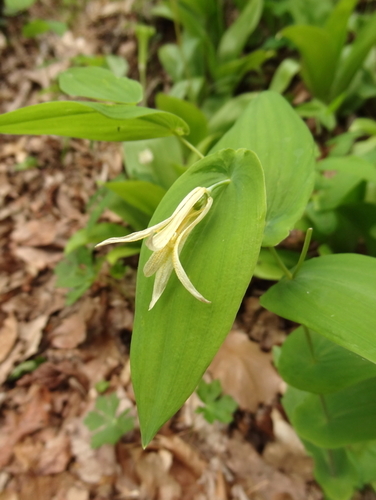 Uvularia perfoliata (Mealy Bellwort) — photo