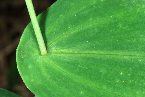 Uvularia perfoliata (Mealy Bellwort) — photo
