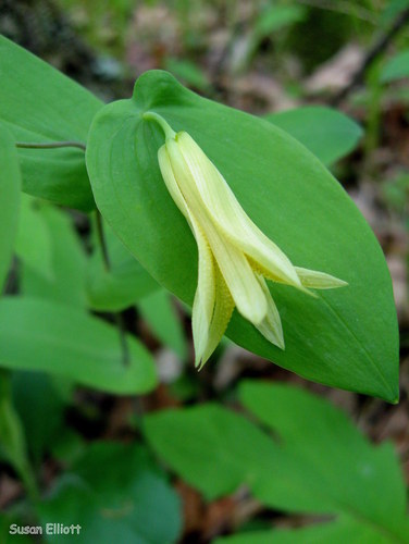 Uvularia perfoliata