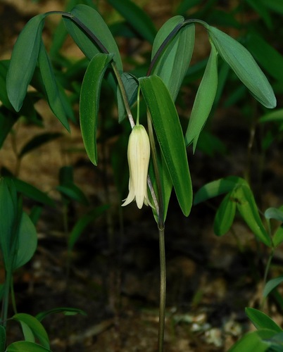 Uvularia sessilifolia (Little Bellwort) — photo