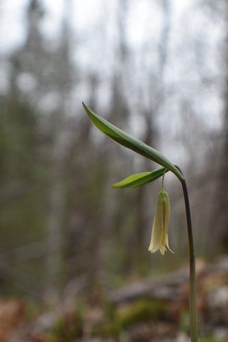 Uvularia sessilifolia (Little Bellwort) — photo