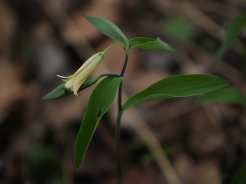 Uvularia sessilifolia