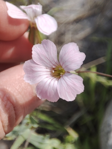 Vaccaria hispanica (Cow cockle) — photo