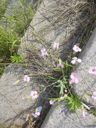 Vaccaria hispanica