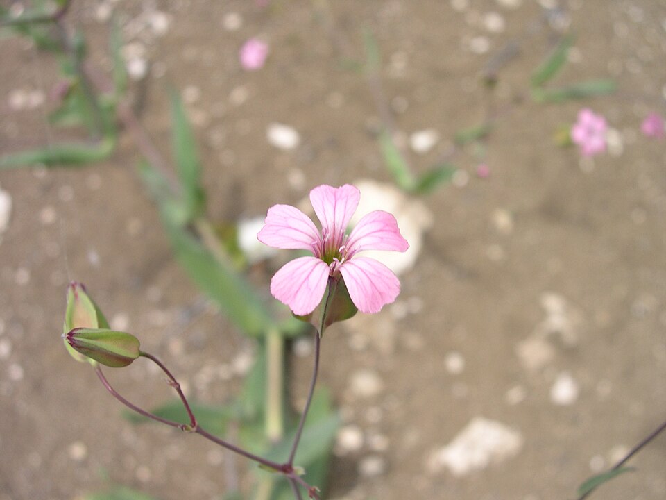 Vaccaria segetalis