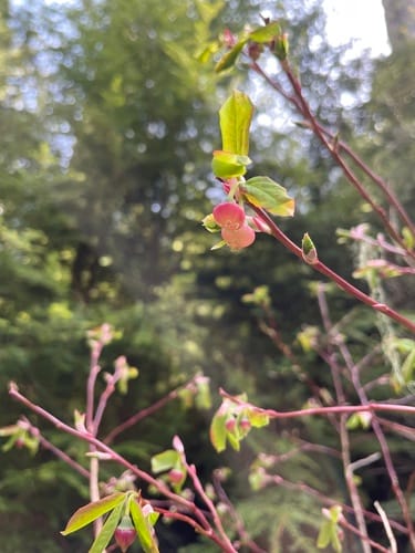 Vaccinium alaskaense (Alaska blueberry) — photo