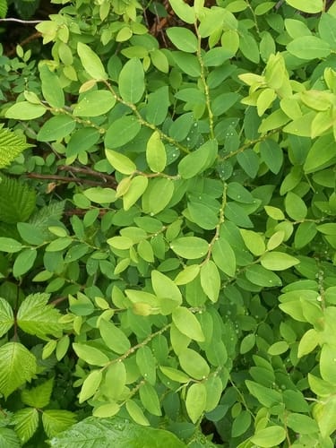 Vaccinium alaskaense (Alaska blueberry) — photo