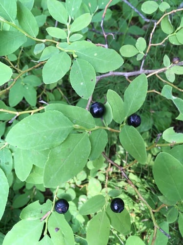 Vaccinium alaskaense