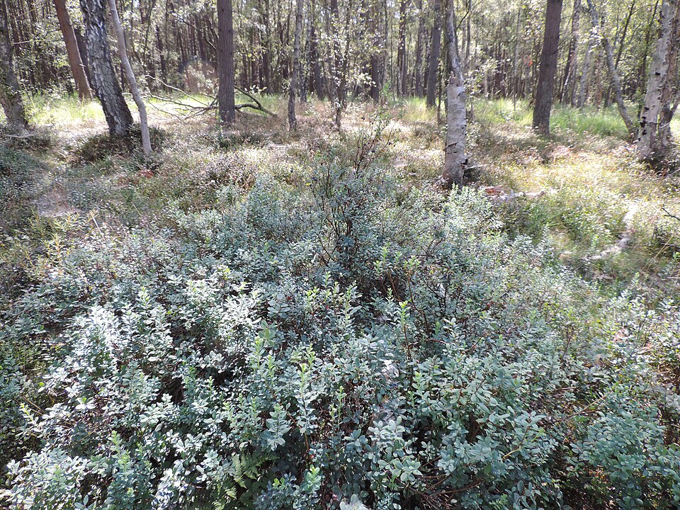 Vaccinium alainii (Blueberry) — photo