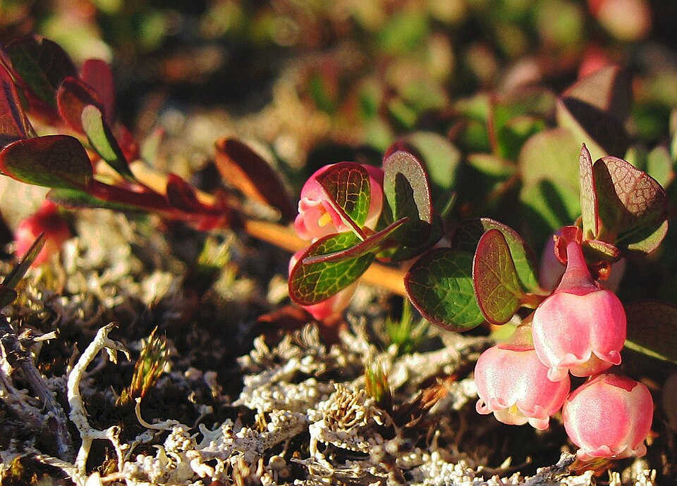 Vaccinium alainii