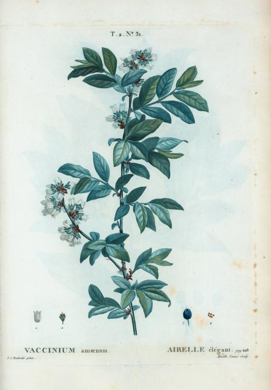 Vaccinium amoenum (Large-cluster blueberry) — photo