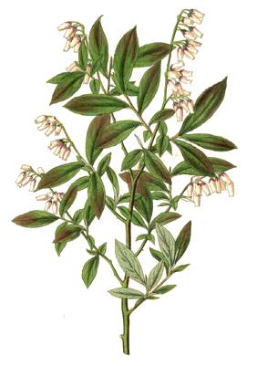 Vaccinium amoenum