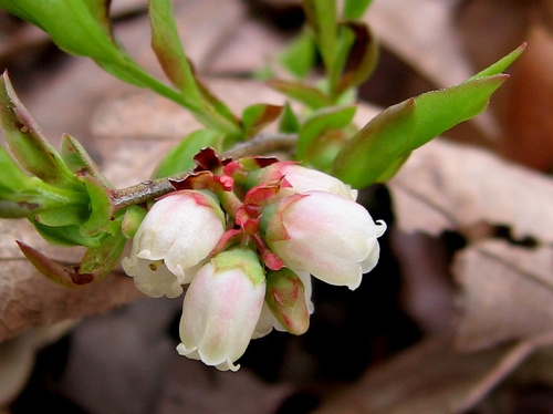 Vaccinium angustifolium (Low-bush blueberry) — photo