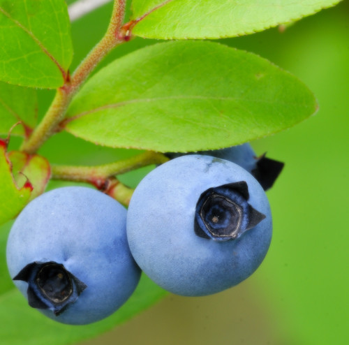 Vaccinium angustifolium (Low-bush blueberry) — photo