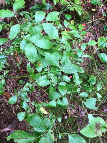 Vaccinium angustifolium f. leucocarpum — photo