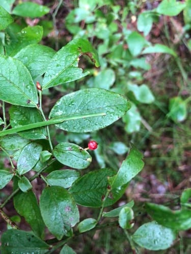 Vaccinium angustifolium f. leucocarpum