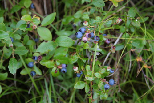 Vaccinium angustifolium f. leucocarpum — photo