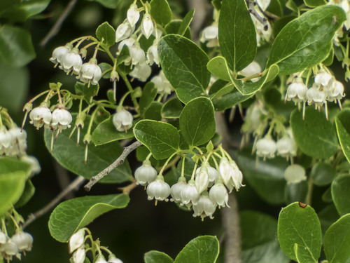 Vaccinium arboreum (Tree sparkleberry) — photo