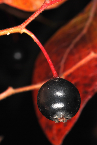 Vaccinium arboreum (Tree sparkleberry) — photo