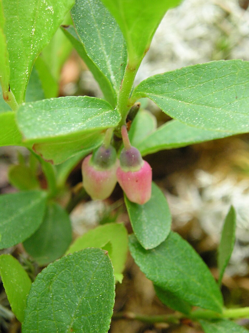 Vaccinium arbuscula (Tall Bilberry) — photo