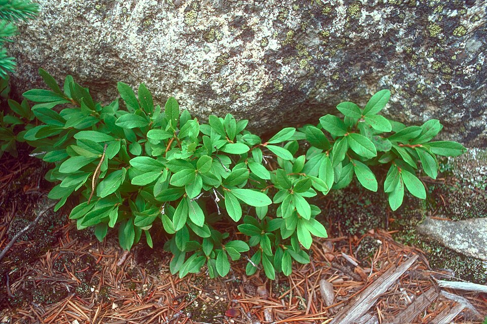 Vaccinium arbuscula