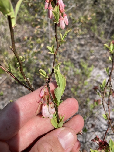Vaccinium ashei (Rabbiteye Blueberry) — photo