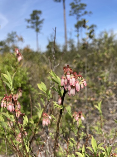 Vaccinium ashei