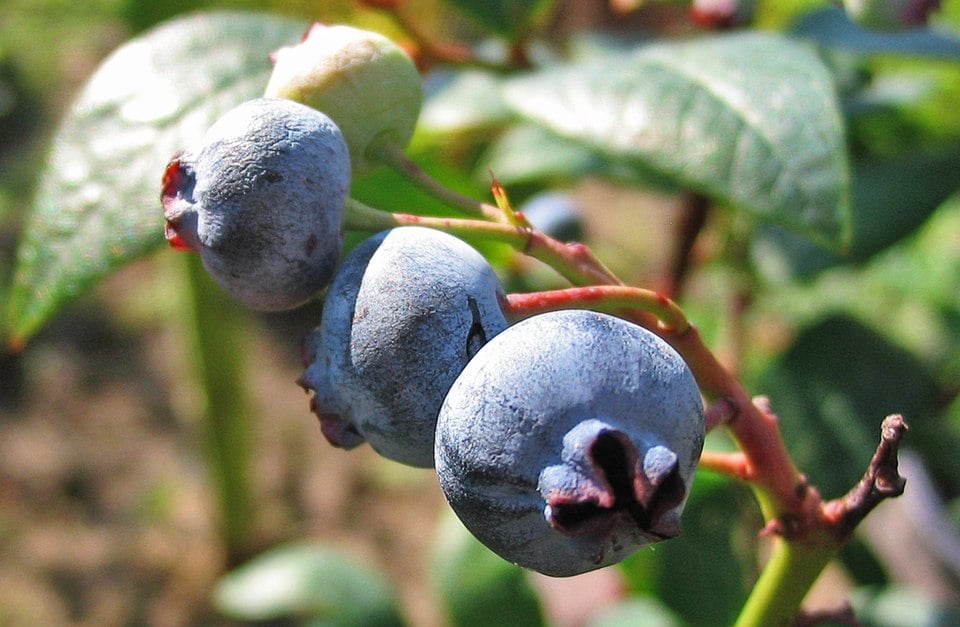 Vaccinium australe