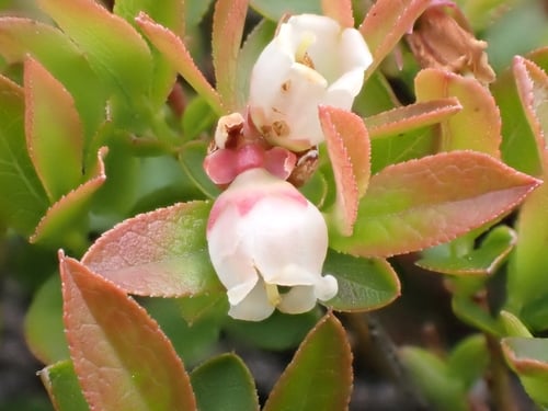 Vaccinium boreale — photo