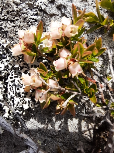 Vaccinium boreale — photo