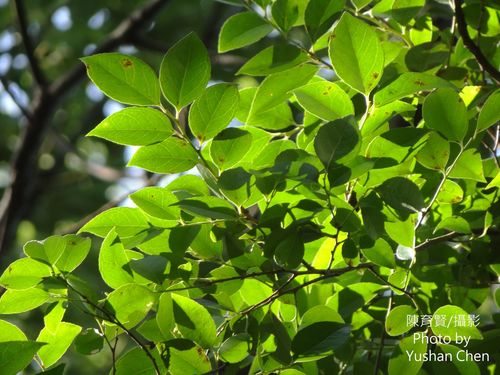 Vaccinium bracteatum (Sea bilberry) — photo