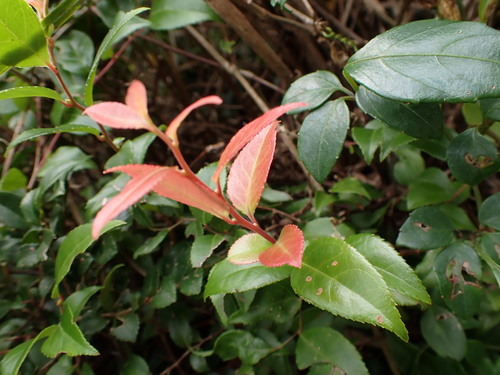 Vaccinium bracteatum (Sea bilberry) — photo