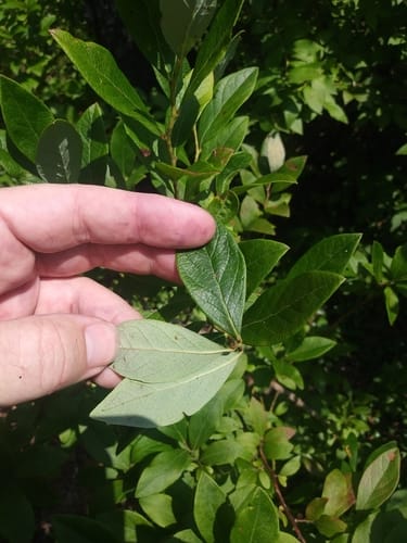 Vaccinium caesariense (New Jersey Blueberry) — photo