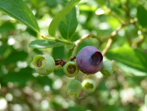 Vaccinium caesariense