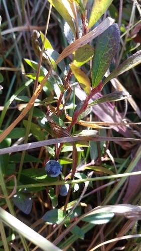 Vaccinium caespitosum (Dwarf Bilberry) — photo