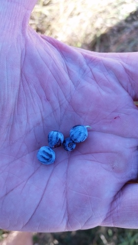 Vaccinium caespitosum (Dwarf Bilberry) — photo