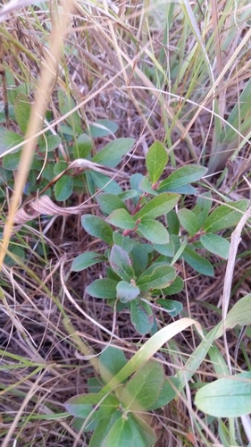Vaccinium caespitosum
