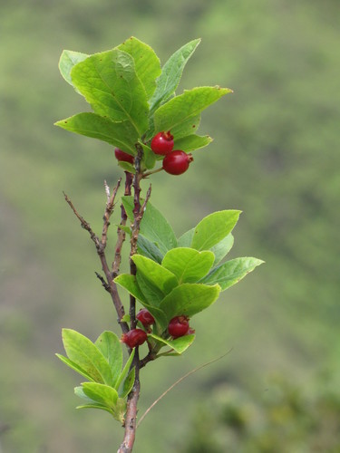 Vaccinium calycinum (High-bish ohelo) — photo