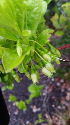 Vaccinium calycinum (High-bish ohelo) — photo